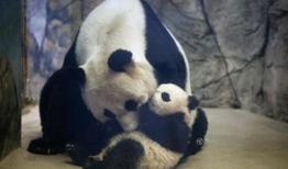 熊猫爬树视频,萌态可掬的森林舞者